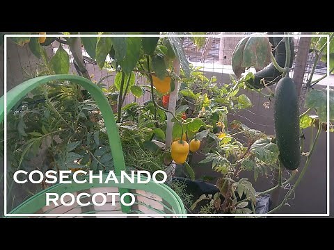 CULTIVANDO ROCOTO