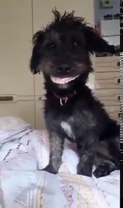 #Viral Perro roba dentadura postiza de su dueña El vídeo supera las 100.000 reacciones y ha sido compartido cientos de veces. Un travieso perro de Reino Unido, de nombre Milo, ha provocado numerosas carcajadas en las redes sociales al coger la dentadura postiza de su dueña, Stacie Owen, y colocársela como si fuera suya. Todo ocurrió una mañana cuando Stacie se levantó y no encontró su dentadura, así que comenzó a buscar por la casa hasta que se percató de que su mascota, un can de raza Jackapoo,