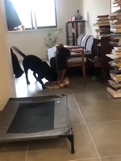 Funny Cats Vs Dogs 😹😹😹❤️🐾 #funnydogs #dogsoftiktok #dogvideo #doghumor #puppylove #doglife #funnydogvideos #cutedog #dogcomedy #doglover #happydog #puppyvibes #sillydog #dogreaction #dogtok #dogsofinstagram #petfunny #fyp #goviral #explore