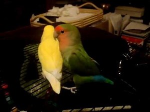 Big Bird and Peepers lovebird mating dance 1