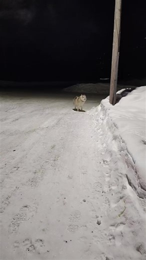 So it's -32°C after an hour run in the bush I faught with him for 15 minutes to get him into the car. I'll show you how frosty I was in the comments 🤣🤣 his attitude though I wish I knew what he said Contact licensing@newsflare.com to license #loki #huskiesoftiktok #canadianeskimodog #dogsofttiktok #canada