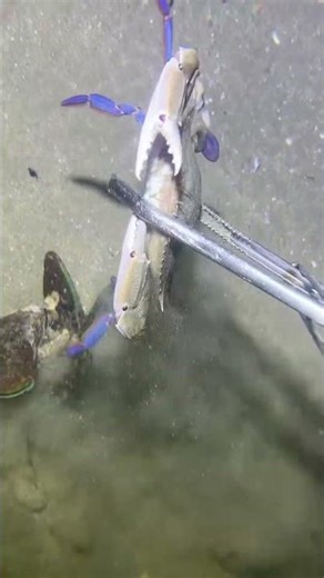 Underwater diving and beachcombing #fishing #underwateractivities#beach