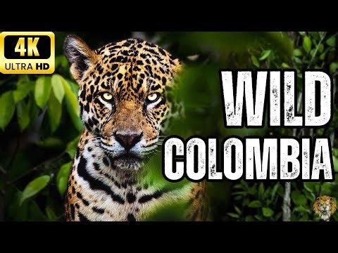 WILD COLOMBIA: Untouched Wilderness From the Andes to the Amazon | Animals Documentary 2025