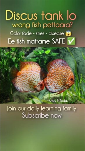 Best Tank Mates for Discus Fish 🐠 | Safe & Peaceful Choices