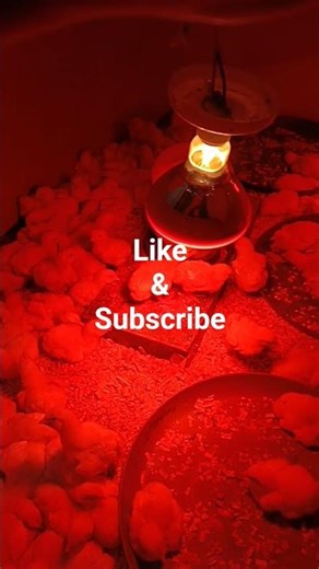 Broiler chicks brooding area. #birds #broiler #business #brooding