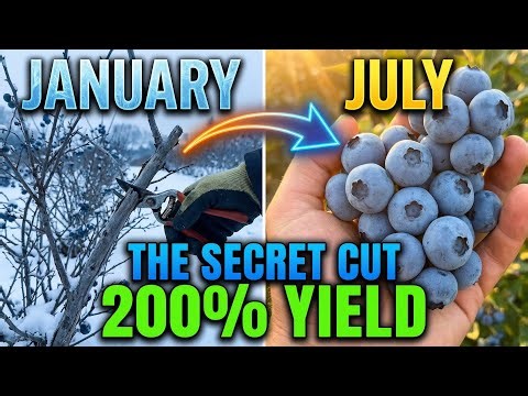 How To Prune Blueberry Bushes For Maximum Harvest!