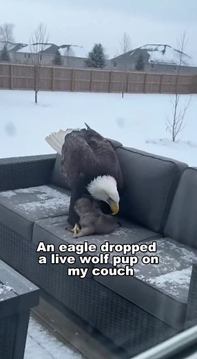 Wolf Rescue: A Heartwarming Wildlife Story