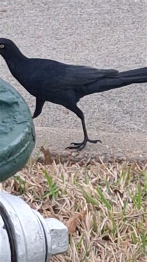 Este pájaro se llama pijul.