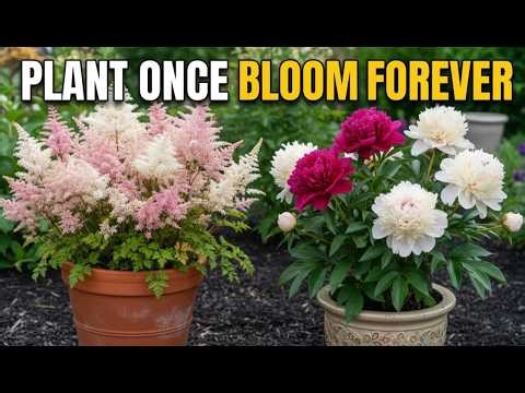 15 Easiest Perennials for Container Gardening🌿 (Low Effort, Big Impact!)