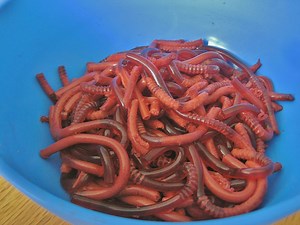 Jelly Worms! Recipe