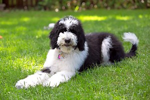 Sheepadoodle | Mixed Dog Breed Info, Pictures, Facts & FAQs