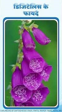 Digitalis: A Poison That Heals the Heart 💗 | ह्रितपत्री: ज़हर या जीवनदायक औषधि?
