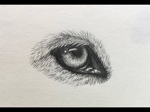 How To Draw A Wolf Eye
