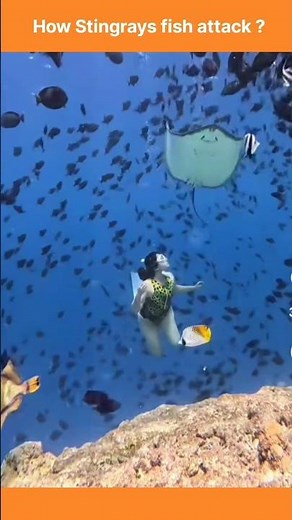 how Stingrays fish attack #facts