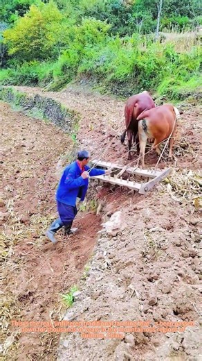 Traditional Ox Plowing in Mountain Terraces | Ancient Chinese Farming