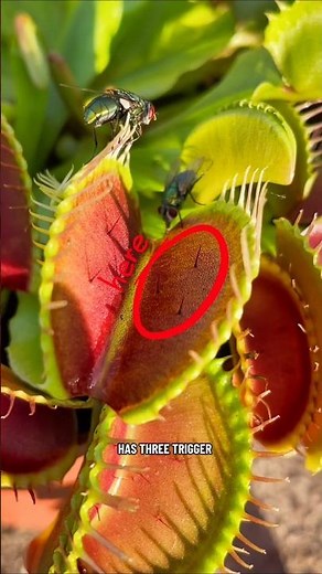 How Venus flytrap actually works