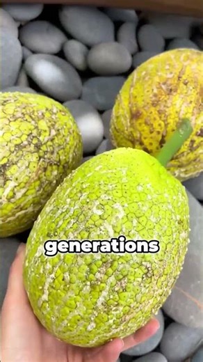 Biggest Fruits in the World