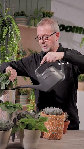 How to water succulents correctly: How to avoid care mistakes | toom plant tips #diy #planttip