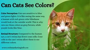 What Colors Can Cats See