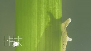 2.9K views · 56 reactions | Happy National Sea Slug Day! We’ve got...