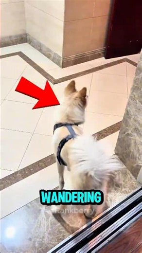 This Stranger Helped This Lost Dog Find His Home 🥹❤️