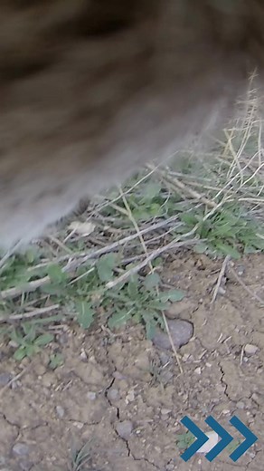 You think your commute is rough? For Wyoming deer, the terrain is tough, the elevation change is steep, the snow can be deep and their trails aren’t always clear. If miles of crossing mountains and rivers wasn’t enough, mule deer face even more obstacles along their migration route. Along with natural challenges, deer also encounter numerous man-made obstacles they have to navigate, such as fences, highways, subdivisions and other development. To help these deer along, Game and Fish and partners