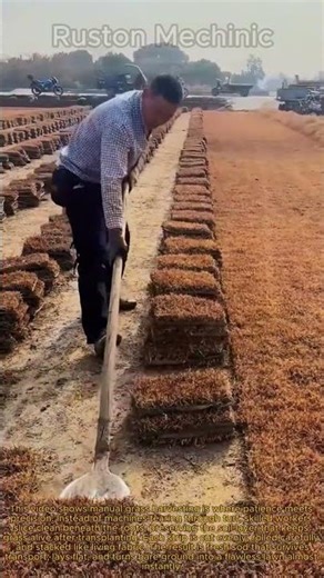 Amazing Manual Grass Harvesting Process Revealed: Cutting and Rolling the Perfect Lawn