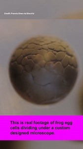 314K views · 2.2K reactions | Mind-blowing footage of a cell dividing! | IFLScience | Facebook