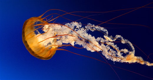 Educator Resources: Locomotion in Water Vertebrates | AMNH