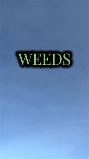 Exploring Weeds: Nancy Botwin and Agrestic Life