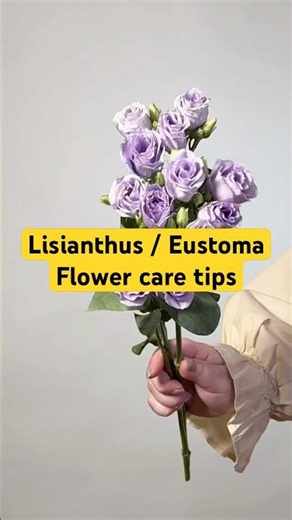 Lisianthus ( Eustoma ) Care Tips & Flower Guide