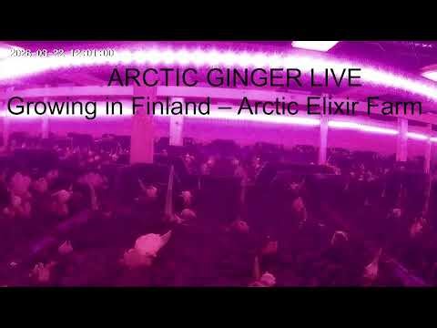 Arctic Ginger Live | Growing in Finland – Arctic Elixir Farm