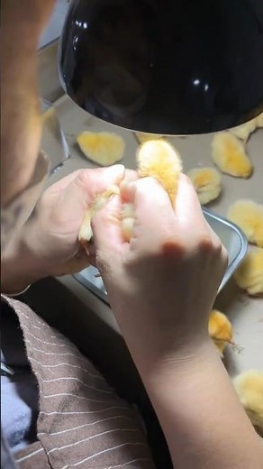Art of Sexing Newborn Chicks by Hand 👀