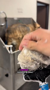 Toilettage d’un berger allemand #toilettage #toilettagecanin #chien | Sike Toilettage