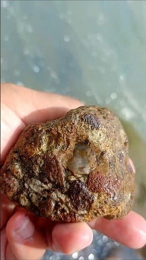 Pudding Stone 🪨🍮 #rockhounding
