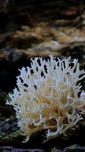 From hidden underground networks to life-saving medicines, fungi shape ecosystems in ways we’re only beginning to understand. 🌍🍄 Don’t miss this eye-opening film, now playing during #Omnifest! 🎥 https://bit.ly/4eQqf6z | Science Museum of Minnesota