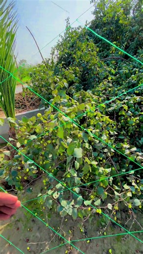 Exploring the Beauty of Sudhonsan Village