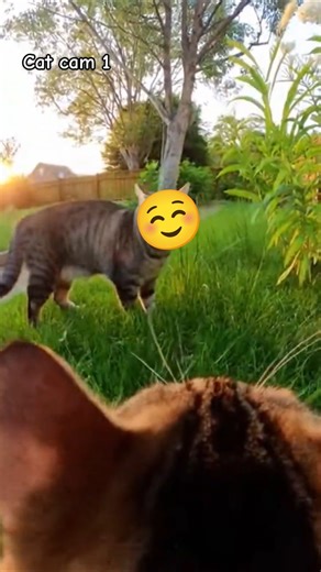 POV: You’re a Cat Chasing Another Cat