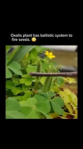 517K views · 5.8K reactions | The Oxalis plant, also known as the...