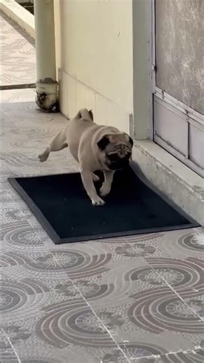 Top Expert Reveals Best Techniques for Success orPugaRSqPs