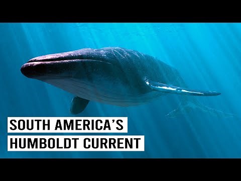 Incredible Blue Whale Migration Along The Humboldt Current