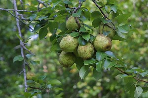 Kieffer Pear Trees For Sale | Wildtree.co Wildlife Nursery