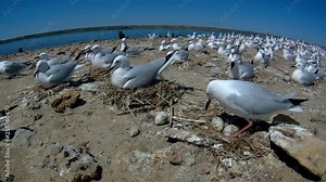 The slender-billed gull (Chroicocephalus genei) is a medium sized gull, which breeds very locally around the Mediterranean and the north of the Indian Ocean, on islands and coastal lagoons.