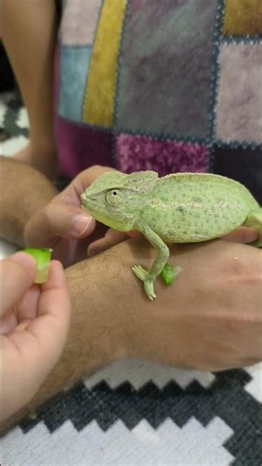 Feeding a Chameleon for the First Time!!