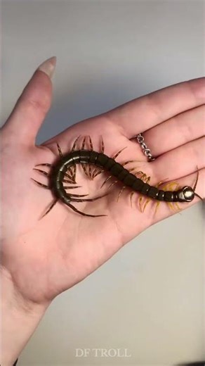 Beautiful Animals Transformation!!