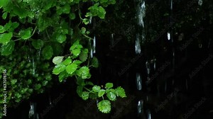 Drops of spring water flow down the leaves and moss in slow motion