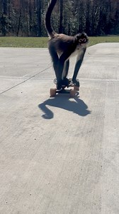 484K views · 9K reactions | Take it easy  | Keke The Spider Monkey | Facebook