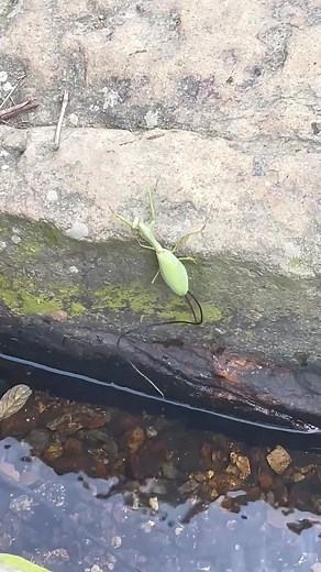 Amazing Insect Encounters on TikTok