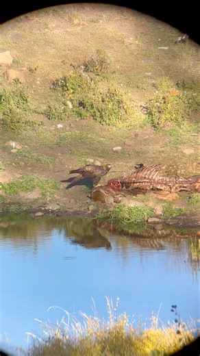 Digiscoping is a fun way to capture what you see. What’s your favorite digiscoping adaptor?