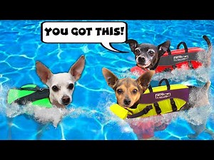 Giving our Dogs Crush Swimming Lessons for the First Time - Pawzam Dogs